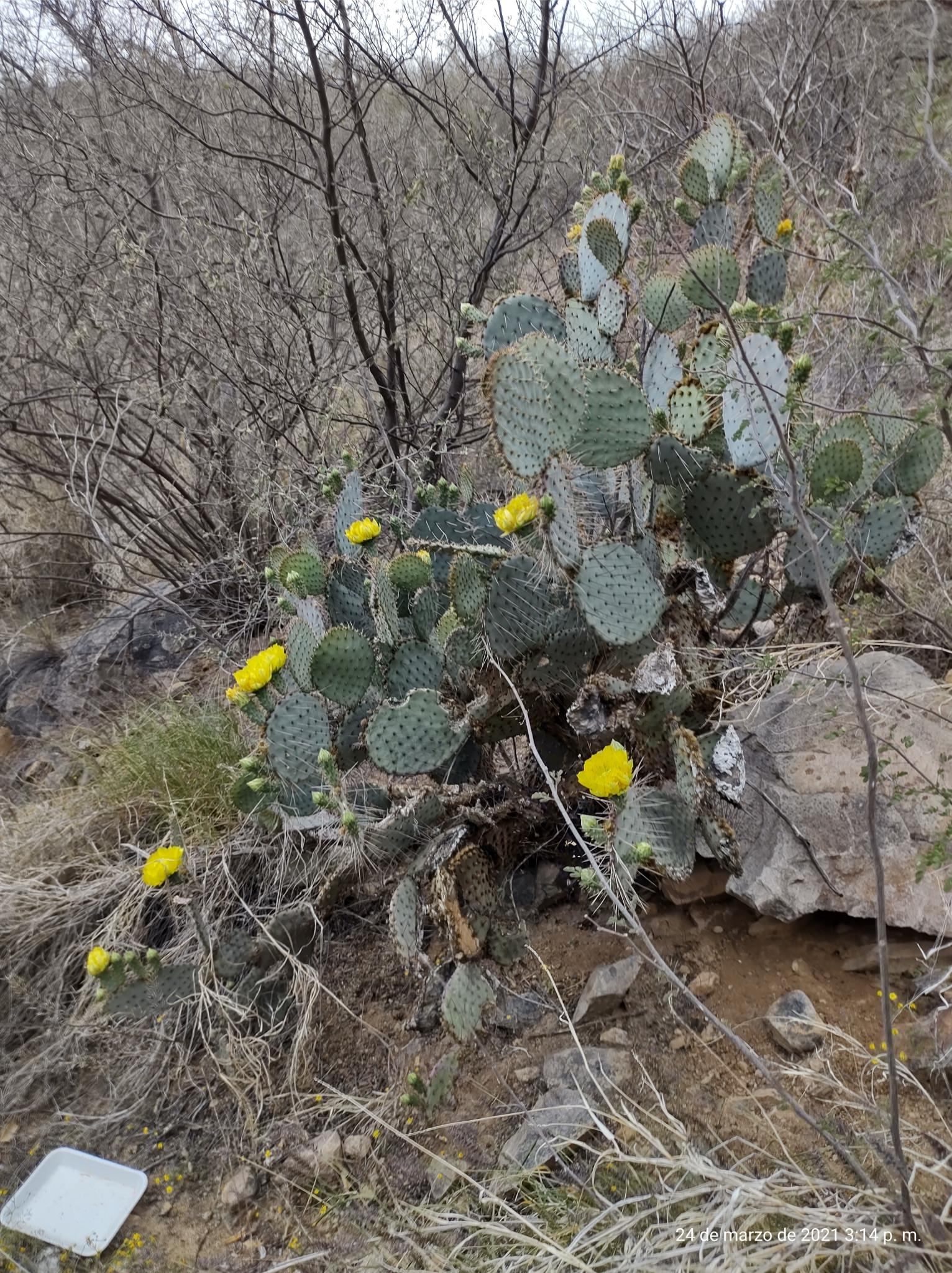 Opuntia gosseliniana